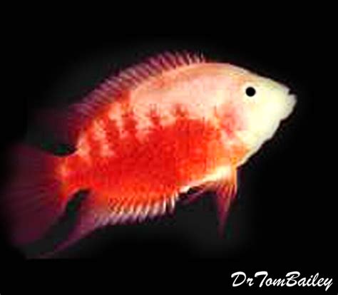 Premium Pink Convict Cichlid