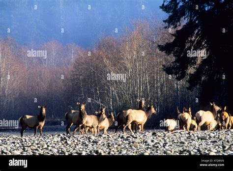 Elk Herd In The Hoh River Temperate Rainforest Olympic National Park