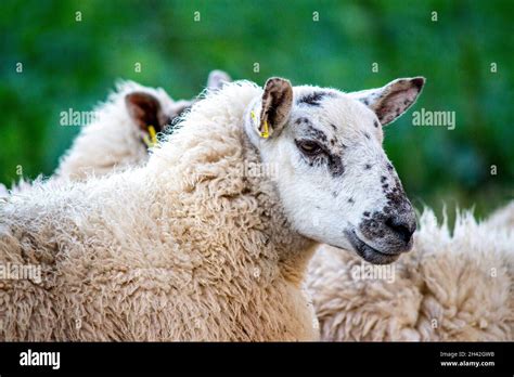 Hereshire Sheep Hi Res Stock Photography And Images Alamy