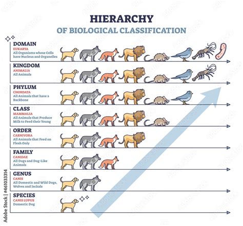 Plakat Classification Of Living Things As Biological Hierarchy Outline