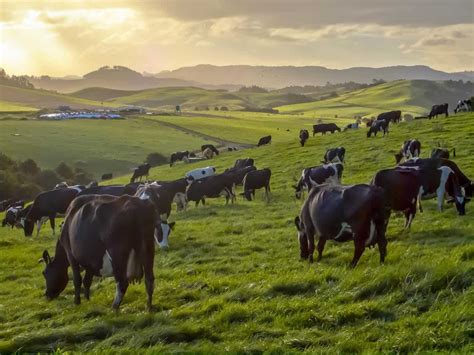 New Zealand Cattle Livestock Cattle