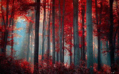 Red Forest Nature Wallpapers Hd Desktop And Mobile Backgrounds