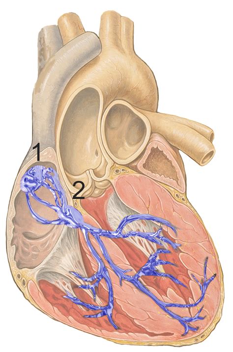 Sinoatrial Node Sinus Node Sinuatrial Node