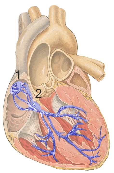 This post will serve as a sensory response: Nodo seno-atriale - Sinoatrial node - qwe.wiki