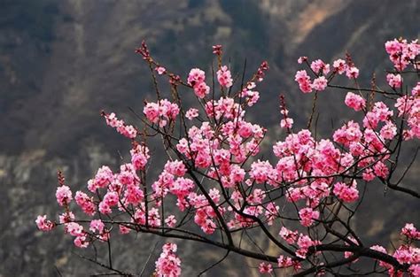 Maybe you would like to learn more about one of these? Vietnam Motorbike Rides: Kinds of flowers that used to ...