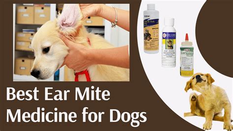 44 Best Ideas For Coloring Dog Mange Treatment