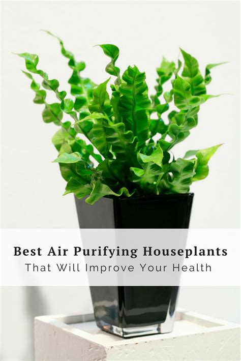 Nasas 1989 Clean Air Study Highlighted A List Of Houseplants That Can