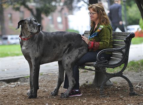 Meet Morgan The Worlds Tallest Female Dog Toronto Star