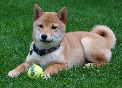Shib token is ticker symbol of shiba inu ecosystem that nothing but experiment to building community. Shiba Inu Price - How Much Do They Cost & Why?