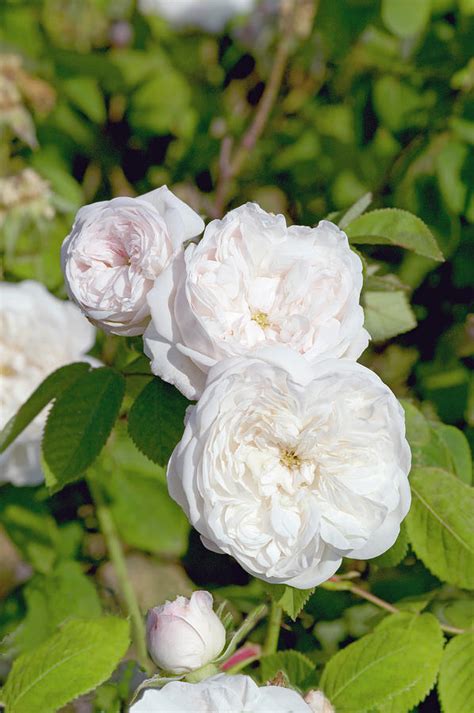 damask rose rosa madame hardy photograph by brian gadsby science photo library pixels