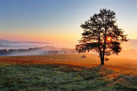 Alone Tree On Meadow At Sunset With Sun And Mist Stock Photo Image Of