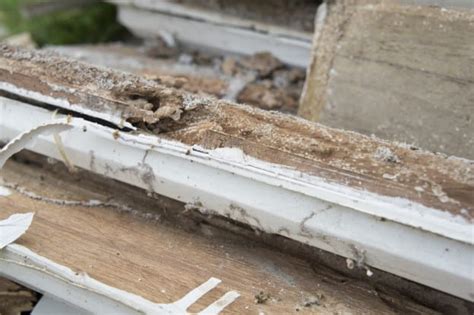 Premier termite and pest control knoxville. bergen county termite control - Precise Termite & Pest Control