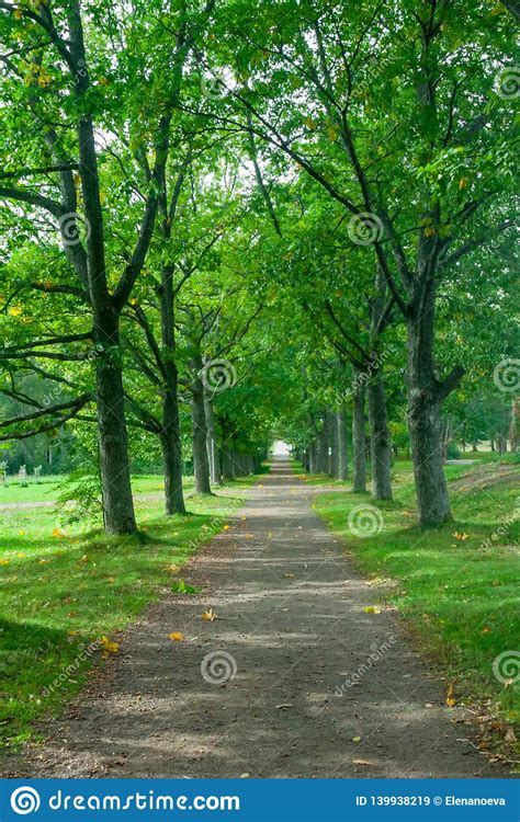 Green Alley With Trees Is In The Park At Summer Stock Image Image Of