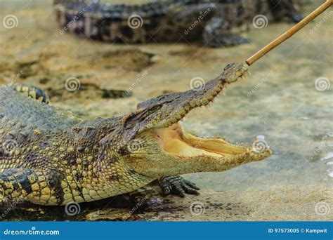 The Crocodile Is Angry And Open Jaws Ready To Strike Stock Image