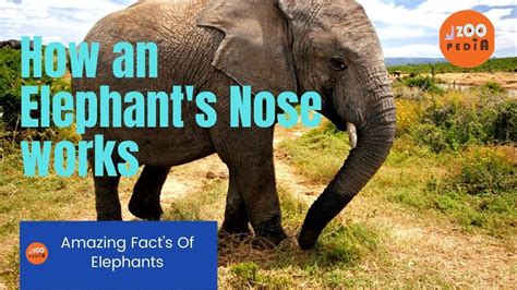 How An Elephants Nose Work Animal Elephants Zoopedia Youtube