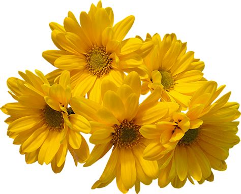 Free Yellow Daisy Png Download Free Yellow Daisy Png