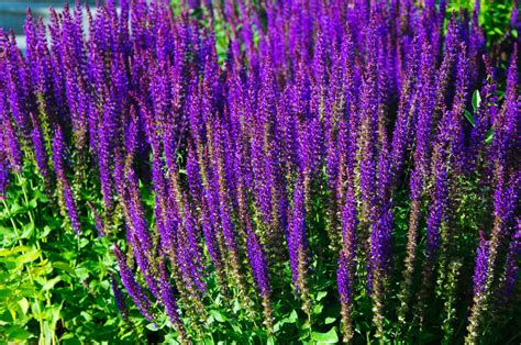 There is such a thing as a low maintenance, easy care perennial plant. Rozanne's Picks for top Purple Perennials - Rozanne and ...