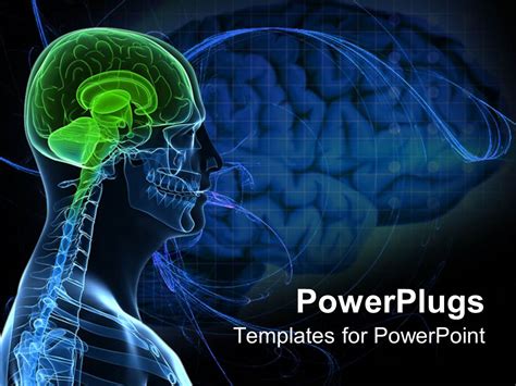 Powerpoint Template Anatomy Of A Healthy Brain Of The