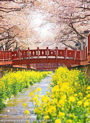 Bunga sakura di korea selatan. bunga sakura di Korea | Korea selatan, Korea, Bunga sakura