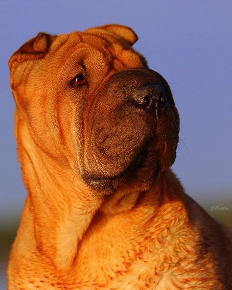 10 Best Shar Peis Images In 2020 Shar Pei Shar Pei Dog Chinese