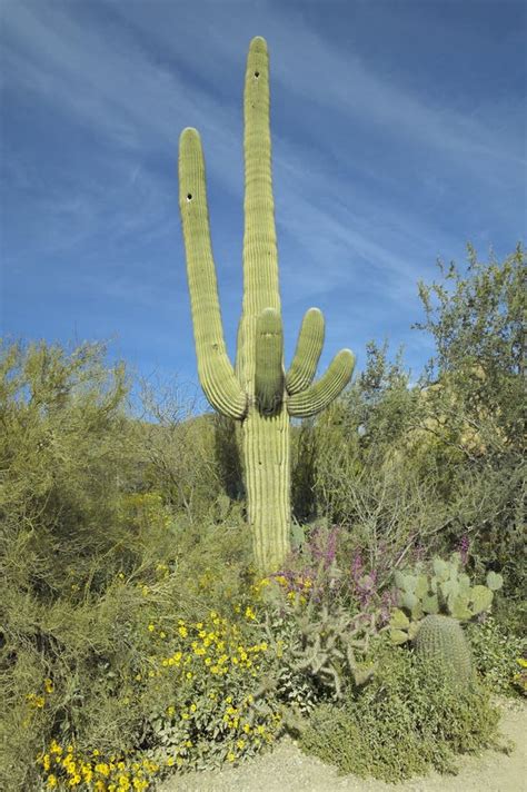 Large Saguaro Cactus And Desert Bloom Stock Photo Image Of United