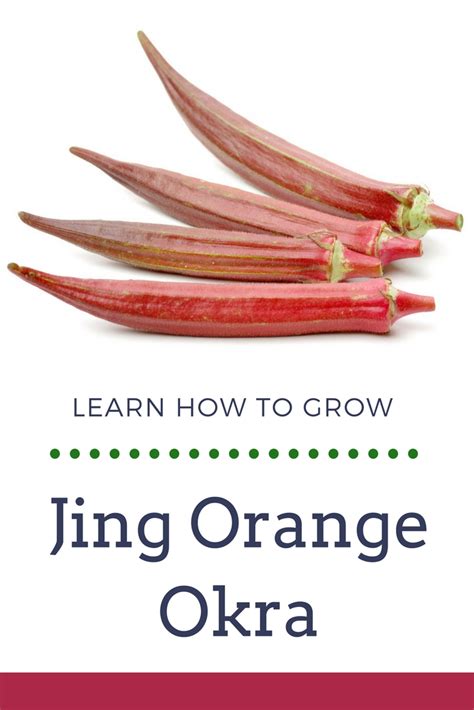 Heirloom Plants Learn About Growing Jing Orange Okra