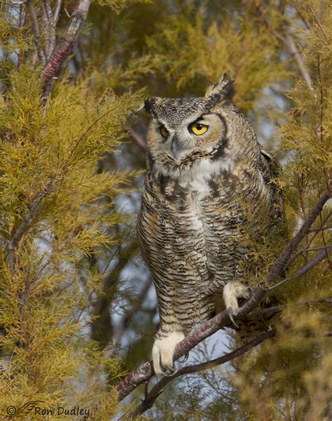 Great Horned Owls In Tamarisk Feathered Photography