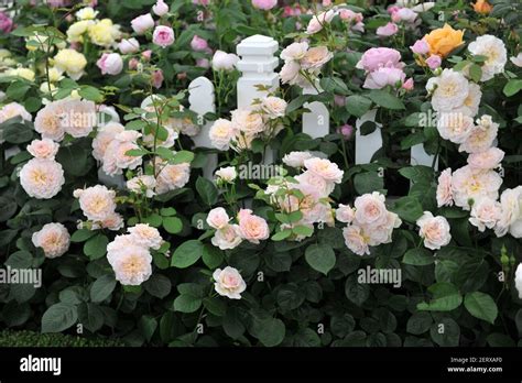 Soft Apricot Pink Shrub English Rose Rosa Emily Bronte Blooms On An