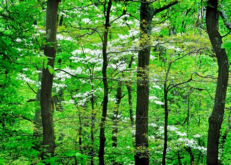 Into Green On Our Hike On Maryland Heights Wild Dogwood T Flickr