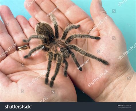 Close Up Shot Of Tarantula In Hands Stock Photo 123997108 Shutterstock
