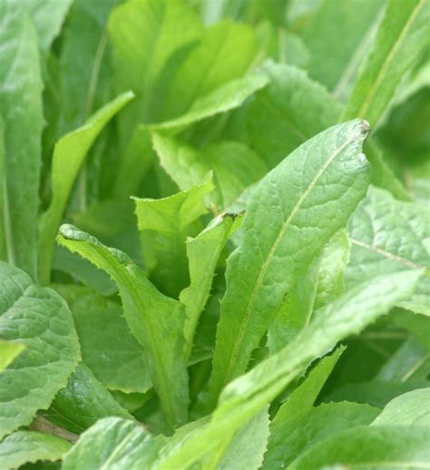 Lactuca Virosa Bitter Wild Lettuce Plant Viable Seeds