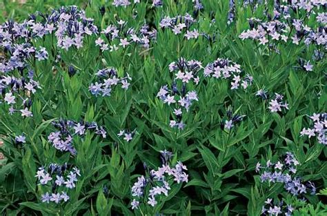 12 to 15 inches tall and wide bloom time: Pin on Outdoors