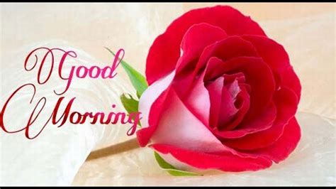 With tenor, maker of gif keyboard, add popular assalamualaikum animated gifs to your conversations. Latest Good Morning wishes, SMS, greetings, Whatsapp Video ...