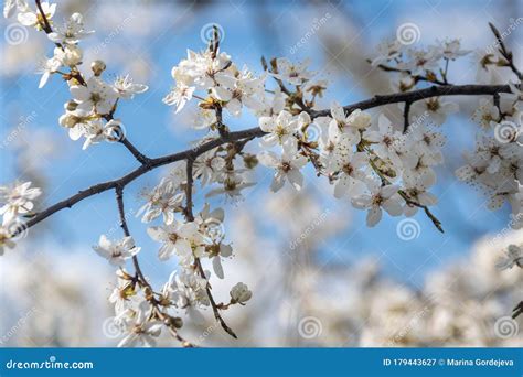 Beautiful Blooming Apple Tree Spring Flowering Of Trees In Sunbeams