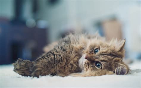 Selective Focus Photography Of Brown Tabby Cat Lying On Carpet Hd