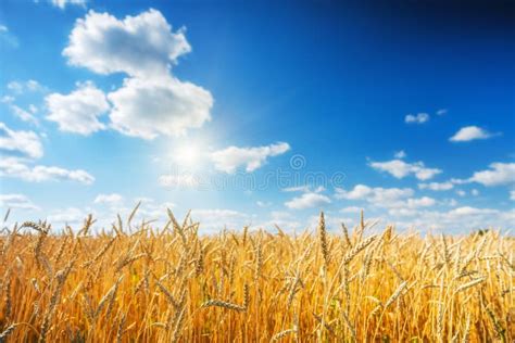 Golden Wheat Field Over Blue Sky At Sunny Day Stock Image Image Of