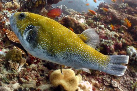 The Blue Spotted Puffer Whats That Fish