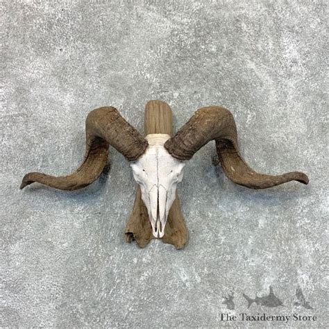 Corsican Ram Skull European Mount For Sale 22656 The Taxidermy Store