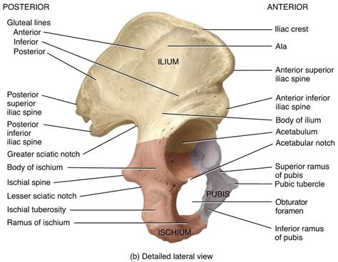 Classical anatomy describes pelvic spaces as coelomic in form or a. Pelvic girdle and legs (posterior appendages) - Biology ...