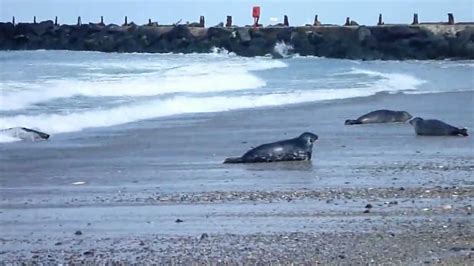 Guarnizioni grige sulla spiaggia dell'isola del mare del nord di heligoland. Isola di Helgoland e le sue foche - YouTube