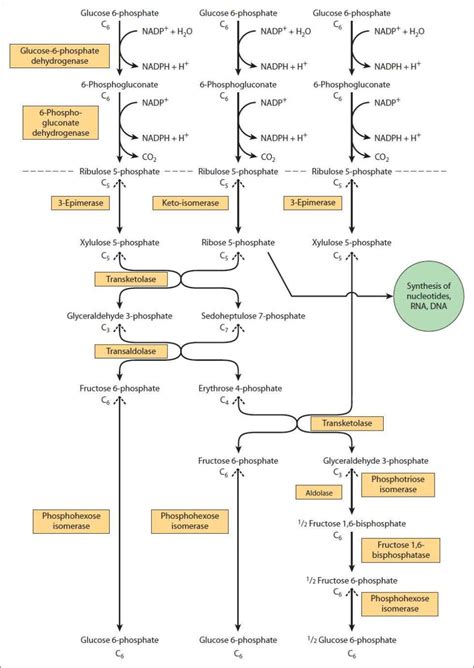 Ü it occurs in the cytosol of the cell. 15 Carbohydrates: Pentose Phosphate Pathway | Basicmedical Key