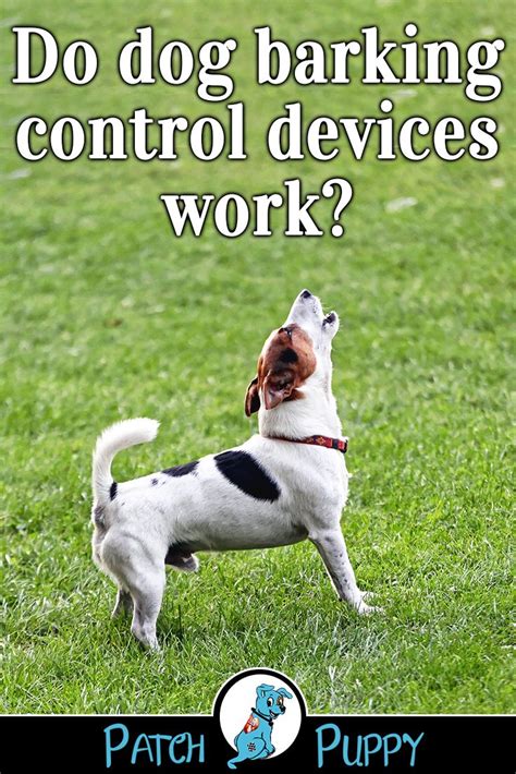 I know i'm not the only one. How to Stop My Dog Barking When Out Walking - PatchPuppy ...