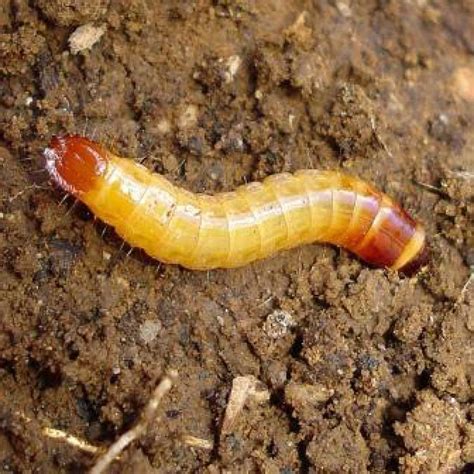 Why do i have so many flies in my garden? Wireworm - Control of Wireworm Pests in Garden Soils.