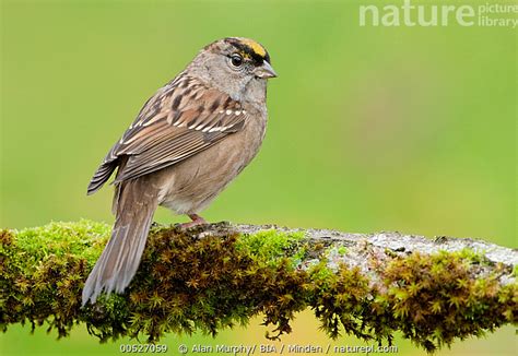 Stock Photo Of Golden Crowned Sparrow Zonotrichia Atricapilla
