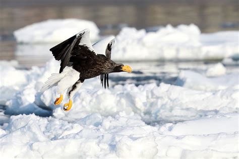 Sea Eagles And Hokkaido Winter Wildlife Tour National Parks Of Japan