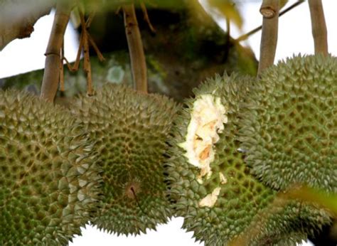Gunakan baja subur npk 15.15.15 iaitu kandungan baja yang seimbang amat sesuai untuk pertumbuhan pokok yang seimbang. Pohon Durian | Cara dan Teknik Menanam Durian di Pot agar ...