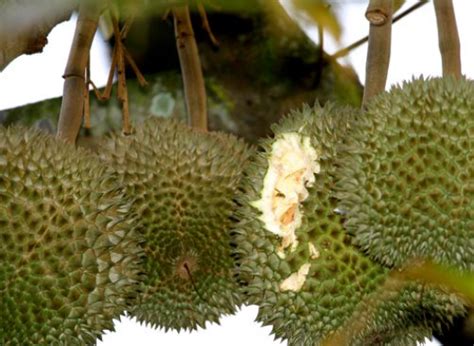 Pohon durian hanya berbuah pada musim kemarau. Pohon Durian | Cara dan Teknik Menanam Durian di Pot agar ...