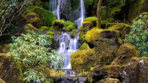 Waterfalls Pouring On Green Algae Covered Rocks Trees Hd Nature