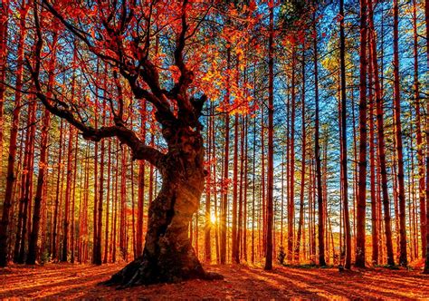 Autumn Sunrise Wallpapers Top Free Autumn Sunrise Backgrounds