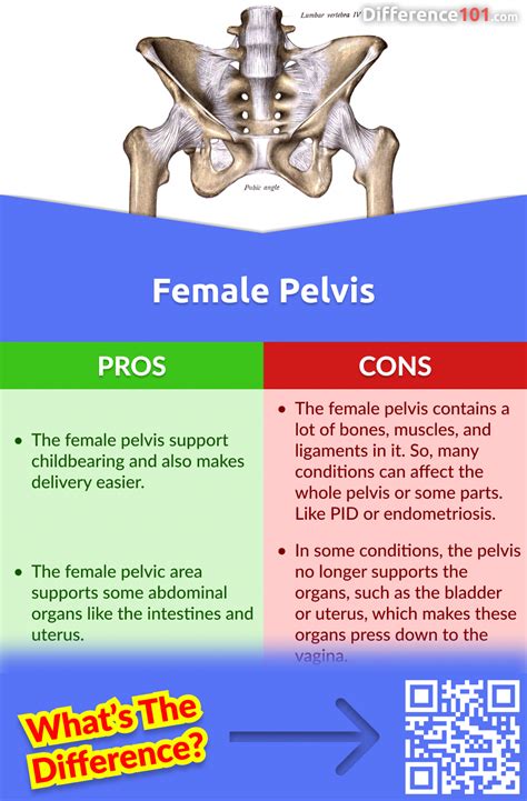 Male Vs Female Pelvis Key Differences Pros Cons Similarities Difference